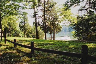 Scenic view of trees in park