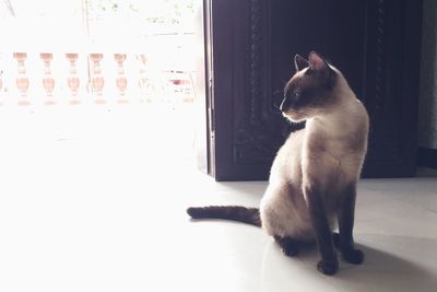 Cat sitting on window at home