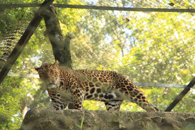 Monkey on tree trunk in zoo