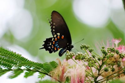 Close-up of butterfly pollinating on flower