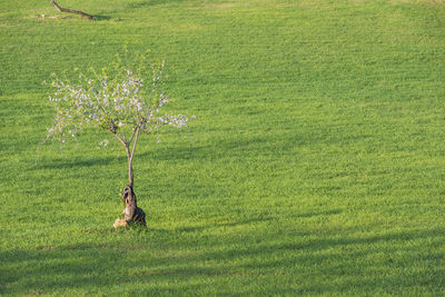 Plant growing on field