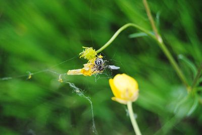 Close-up of spider on web
