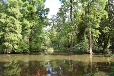 Scenic view of lake amidst trees in forest