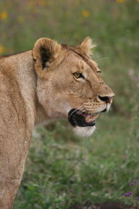 Closeup side-on portrait of a wild lion panthera leo inside the ngorongoro crater tanzania