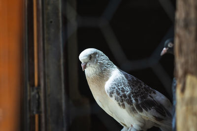 Close-up of a bird