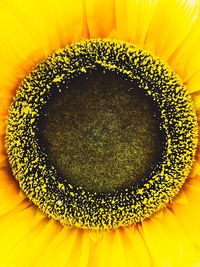 Close-up view of yellow flower