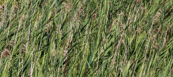 Close-up of stalks in field