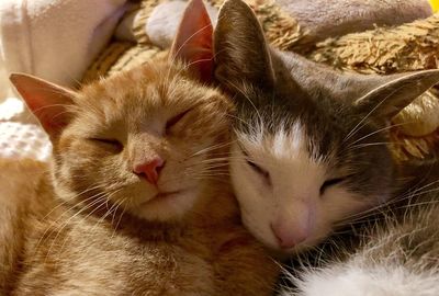 Close-up of cat sleeping on bed