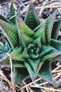 High angle view of succulent plant on field