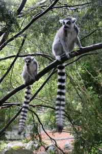 Monkey sitting on branch