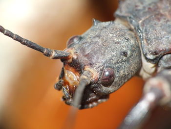 Close-up of insect