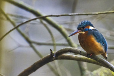 Close-up of bird perching on branch