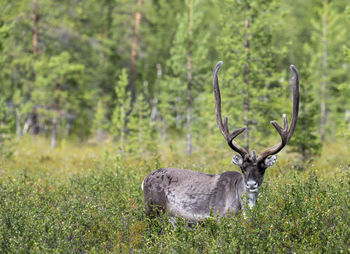 Deer on field