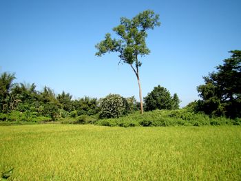 Scenic view of field against clear sky