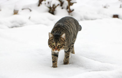 Close-up of cat on snow