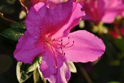 Close-up of pink flowers