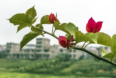 Close-up of flowers blooming against sky