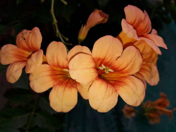 Close-up of orange flower