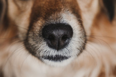 Close-up of dog