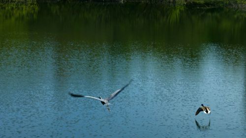Birds in calm water