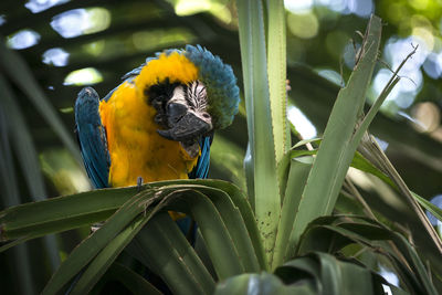 Close-up of a parrot perching on a plant