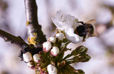 Close-up of insect on white cherry blossom