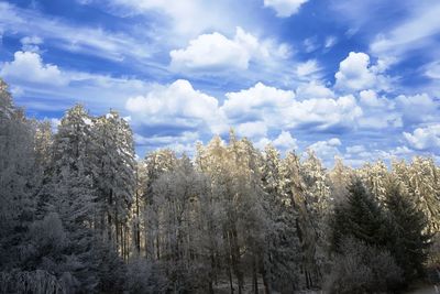 Trees against sky