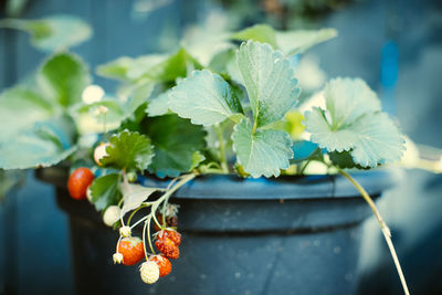 Close-up of potted plant