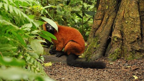 View of a lemur in the masoala hall