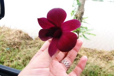 Close-up of hand holding pink flower