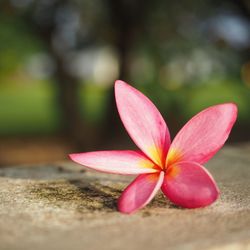 Close-up of pink frangipani on plant