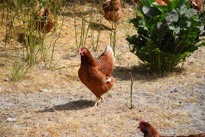 View of a bird on field