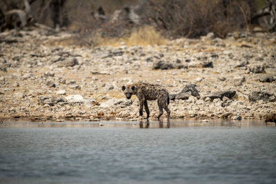 Spotted hyena stands by waterhole eyeing camera