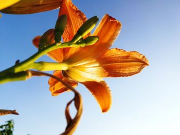 Low angle view of flowering plant against clear blue sky