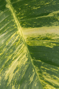Close-up of agricultural field