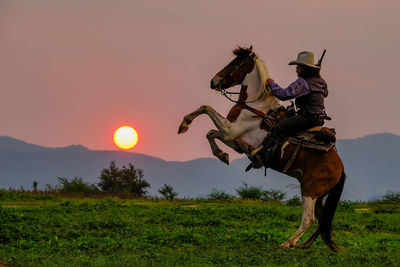 Horse with cowboy rearing up on land during sunset