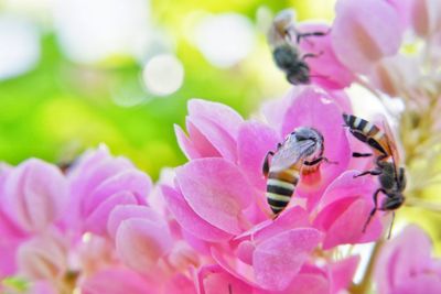 Close-up of bee pollinating on pink flower