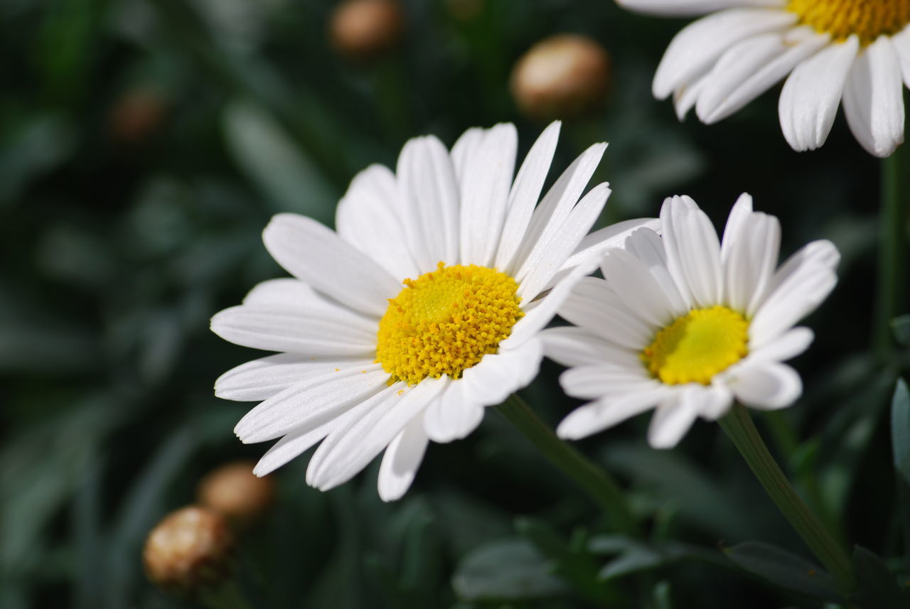 Daisys