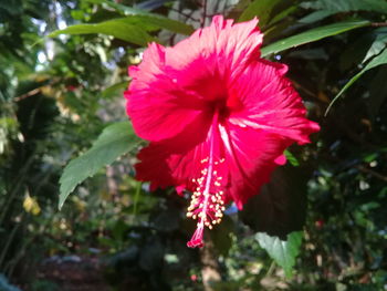 Close-up of pink hibiscus flower