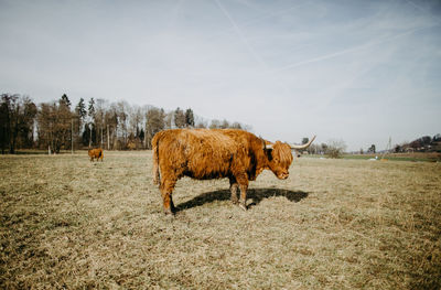 Cows in a field