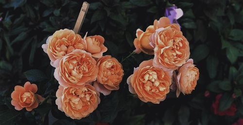 Close-up of roses on plant
