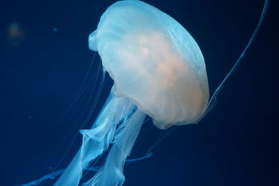 Close-up of jellyfish swimming in sea