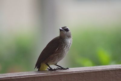 Close-up of bird perching on wood