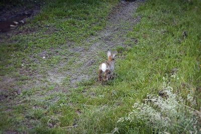 High angle view of dog on field