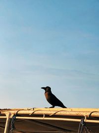 Low angle view of bird perching on roof against sky