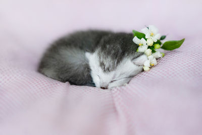 Close-up of cat on bed