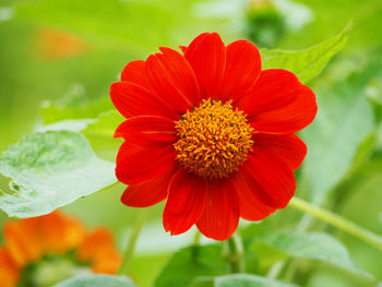 Close-up of red flower blooming outdoors