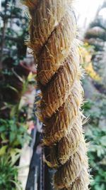 Close-up of dried outdoors