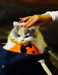 Midsection of person petting a cat on a pumpkin 