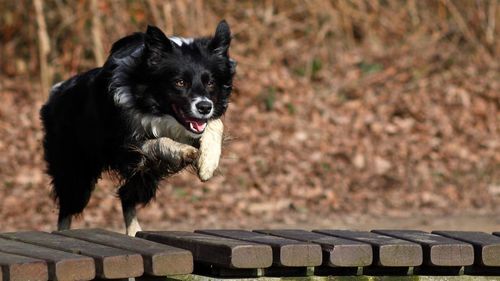 A border collie dog jumping over an obstacle